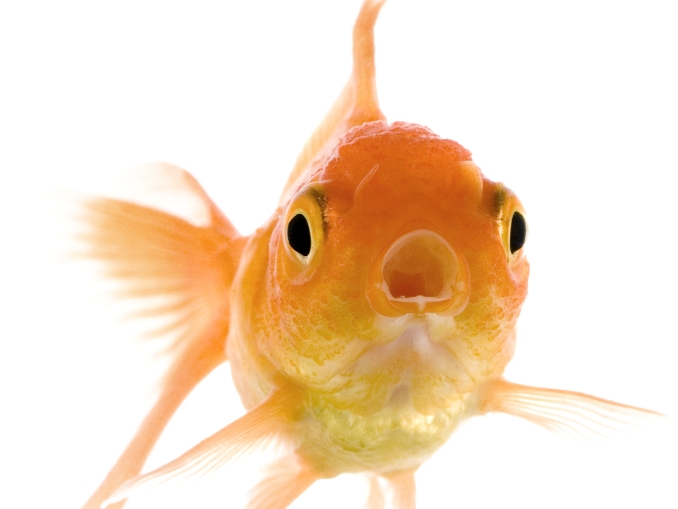 goldfish with open mouth