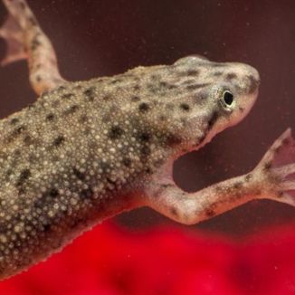 why is my african dwarf frog bloated