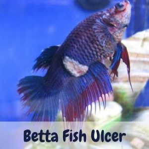 Betta Fish Ulcer
