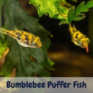 Bumblebee Puffer Fish