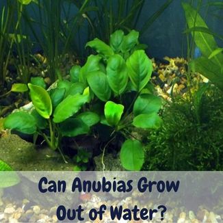 Can Anubias Grow Out of Water