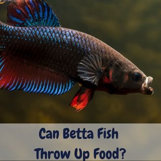Can Betta Fish Throw Up Food