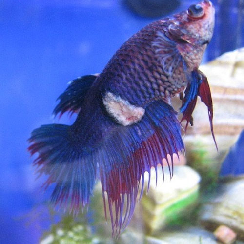 What Are "Betta Fish Ulcers"?