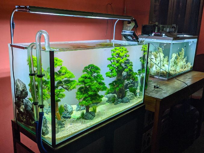 Is It Safe to Use Filtered Water in Aquariums?
