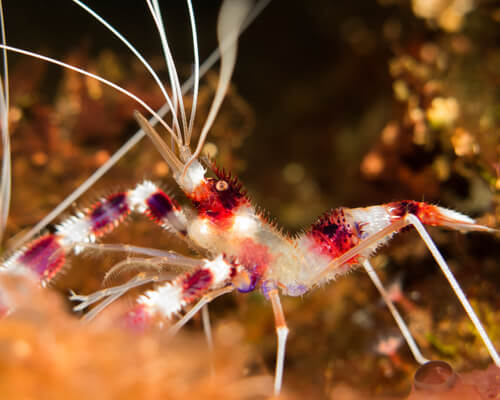 Can a Freshwater Shrimp be Acclimated to Saltwater Over Time?