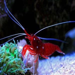 Can Saltwater Shrimp Live in Freshwater