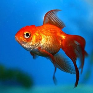 Are Goldfish Aggressive