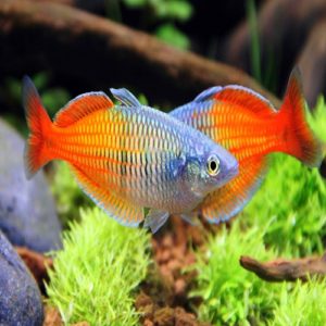 Juvenile Boesemani Rainbowfish