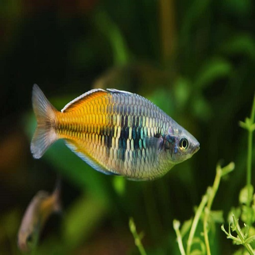 Juvenile Boesemani Rainbowfish Facts