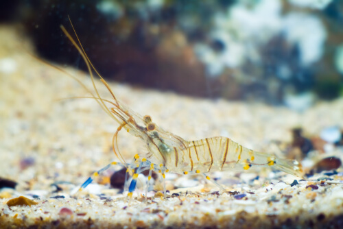 Saltwater Shrimp