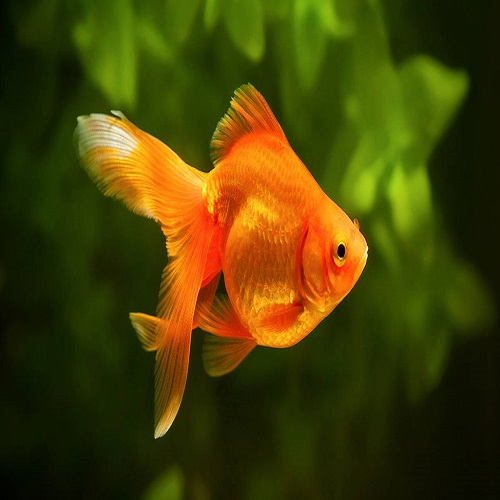 Why Does Aggression Occur In Goldfish